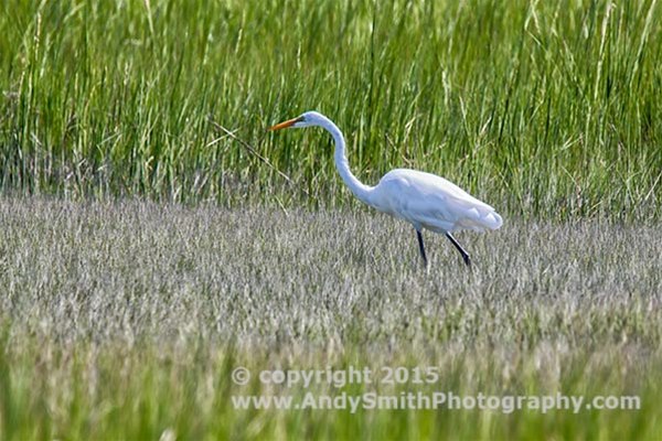 60 Great Egret in the Grass